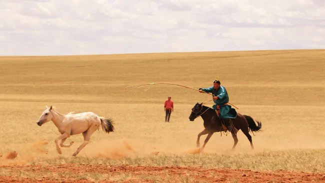 Caballo domesticado